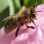 Bee Venom Therapy