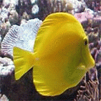 Fish Therapy