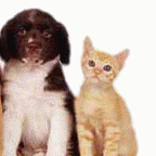 Dog & Pet Therapies
